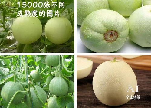 弥勒福吃瓜,揭秘瓜界传奇的甜蜜奥秘